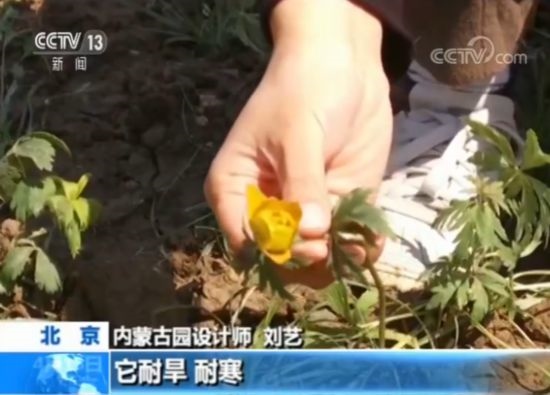【魅力世園會】內(nèi)蒙古園:壯美的北疆畫卷
