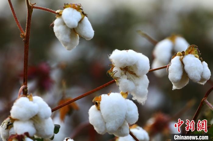 朵朵棉花吐絮盛開?！⑵G敏 攝