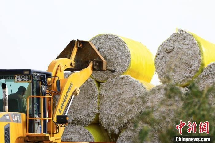 叉車將采棉機吐出的“金蛋蛋”裝車?！「唠p強 攝