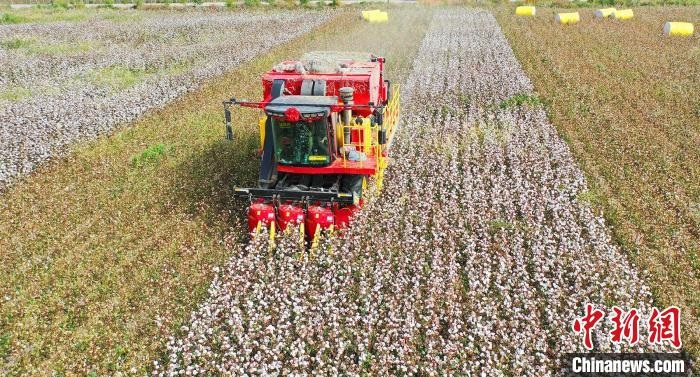 采棉機正在采收棉花，猶如在五線譜上跳動的音符，正在演奏豐收的樂章?！∷谓?攝