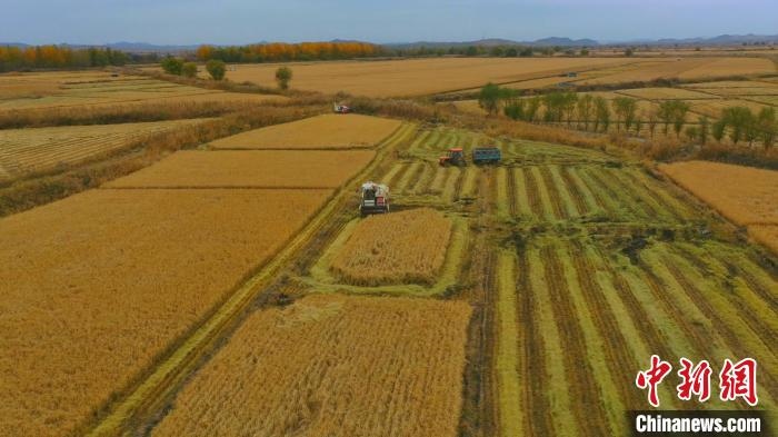 圖為科右中旗杜爾基鎮(zhèn)雙金嘎查的萬畝水稻田進入集中收割期?！≮w殿威 攝