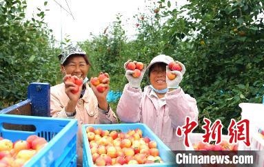 圖為興安盟沙果迎豐收。　科右前旗委宣傳部供圖