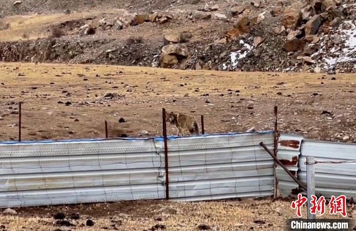 圖為闖入村民家中的野狼?！∨d?？h公安局溫泉派出所供圖