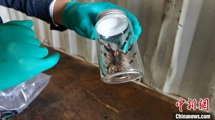 張家港海關工作人員截獲捕鳥蛛?！⊥踅〕?攝