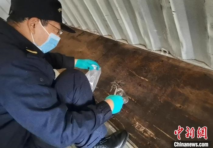 張家港海關工作人員截獲捕鳥蛛?！⊥踅〕?攝