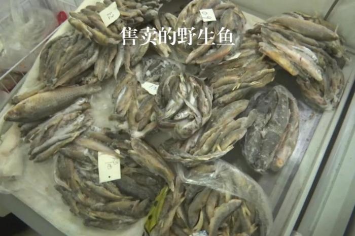 2021年12月6日，督察組現(xiàn)場隨機抽查發(fā)現(xiàn)，保護區(qū)附近餐館仍然存在非法經(jīng)營野生河魚的問題