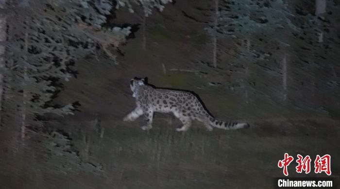 圖為被放歸自然的雪豹(資料圖)。　內(nèi)蒙古林草局供圖。