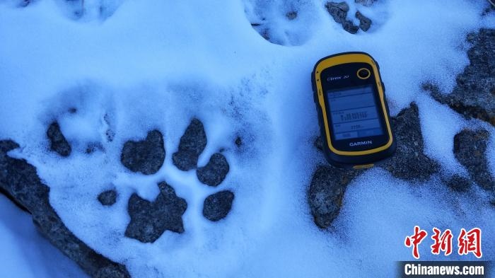 圖為疑似放歸雪豹的足跡(資料圖)?！?nèi)蒙古賀蘭山國家級自然保護區(qū)供圖