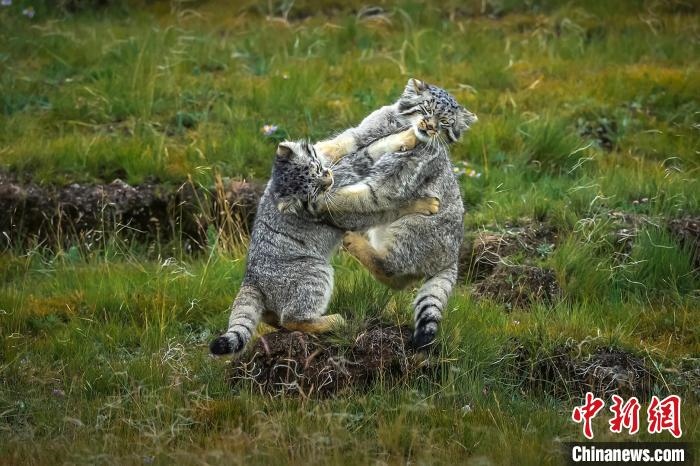 圖為作品《難分伯仲》?！〗股?攝