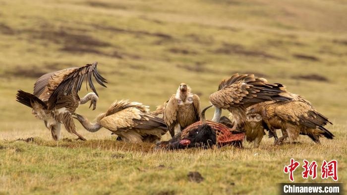圖為作品《聚會(huì)》?！℃夭疾夭爬?攝