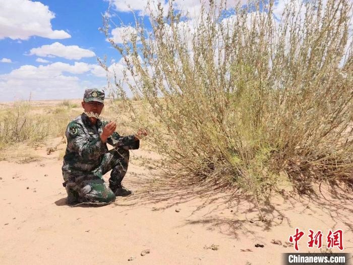 圖為謝寶民查看梭梭長(zhǎng)勢(shì)。　受訪者供圖