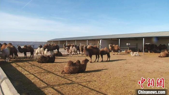 圖為額濟納旗駝奶產(chǎn)業(yè)基地。　王長梅 攝