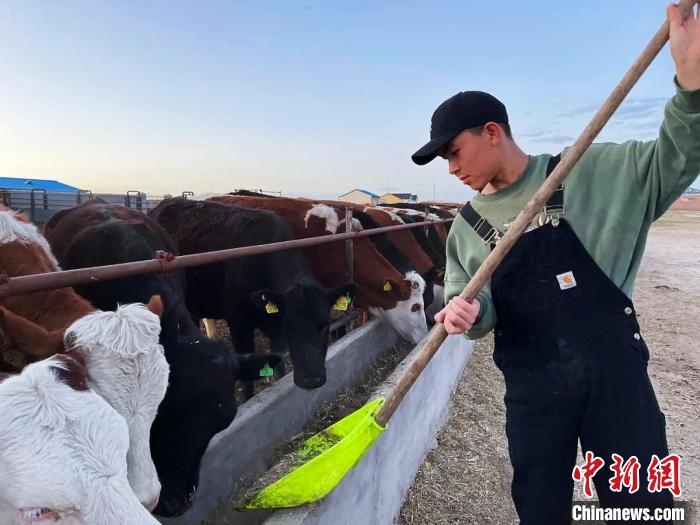 圖為敖木希勒在喂牛?！“侥鞠＠展﹫D