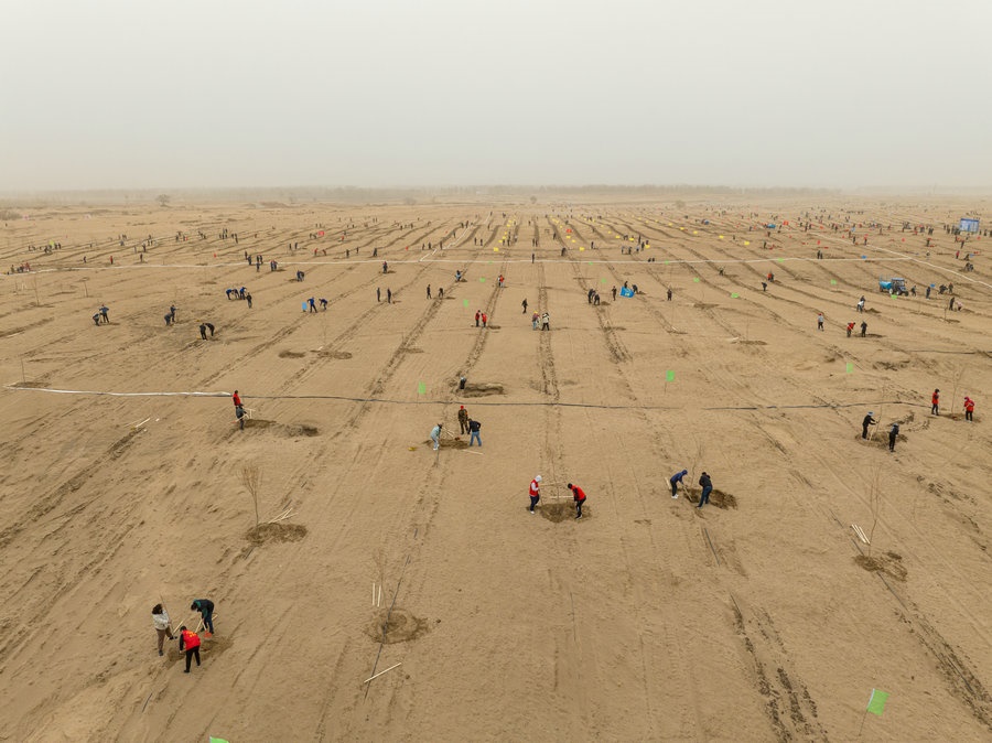 在高力板鎮(zhèn)花道卜和沙木嘎嘎查治理區(qū)，廣大干部群眾手植新綠，播種希望 （攝影：包寶音德力格爾）.JPG