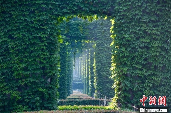 成都二環(huán)高架橋墩被植被爬滿，形成“綠野仙蹤”景觀?！埨?攝