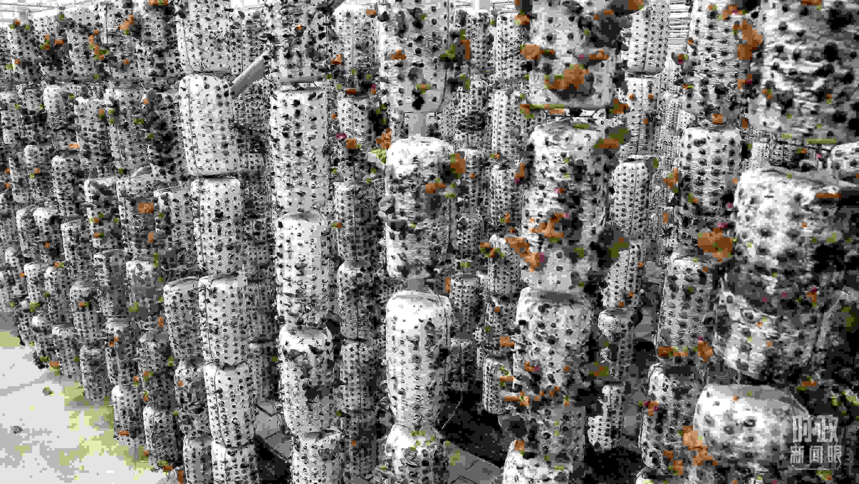 △金米村的小木耳、大產(chǎn)業(yè)。（圖／視覺(jué)中國(guó)）