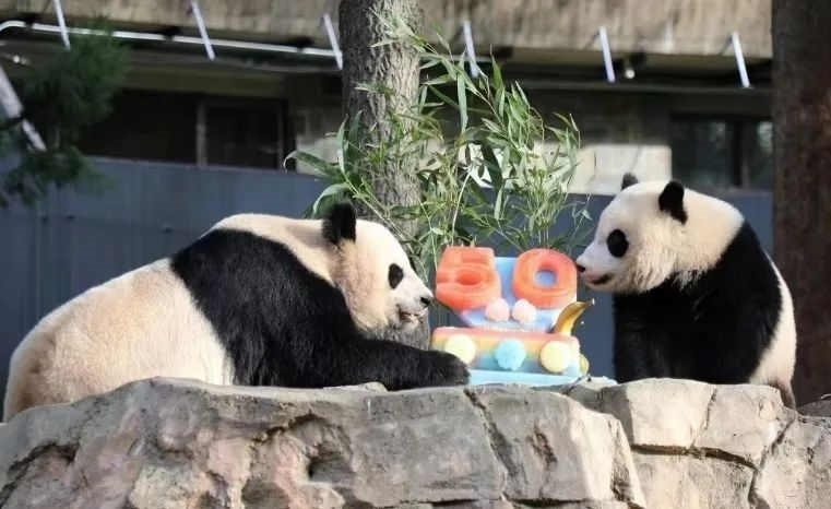2022年，美國國家動物園舉辦活動慶祝大熊貓抵美50周年，園方為大熊貓“美香”“添添”和“小奇跡”一家三口準備了有“50”字樣的冰凍水果蛋糕。（圖片來源：雅安市廣播電視臺）