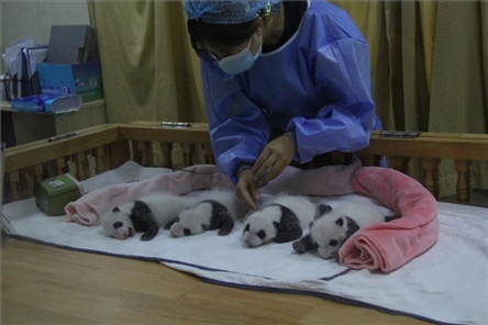 成都大熊貓繁育研究基地成立于1987年，先后攻克了大熊貓人工飼養(yǎng)與管理、繁殖與育幼、疾病防控與種群遺傳管理等關鍵技術難題，建成全球最大的大熊貓人工繁育遷地保護種群，數(shù)量達230余只。（圖片來源：成都大熊貓繁育研究基地網(wǎng)站）