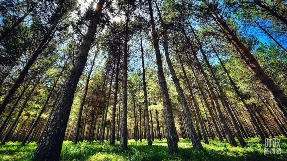 河北塞罕壩。（總臺央視記者謝曉光拍攝）