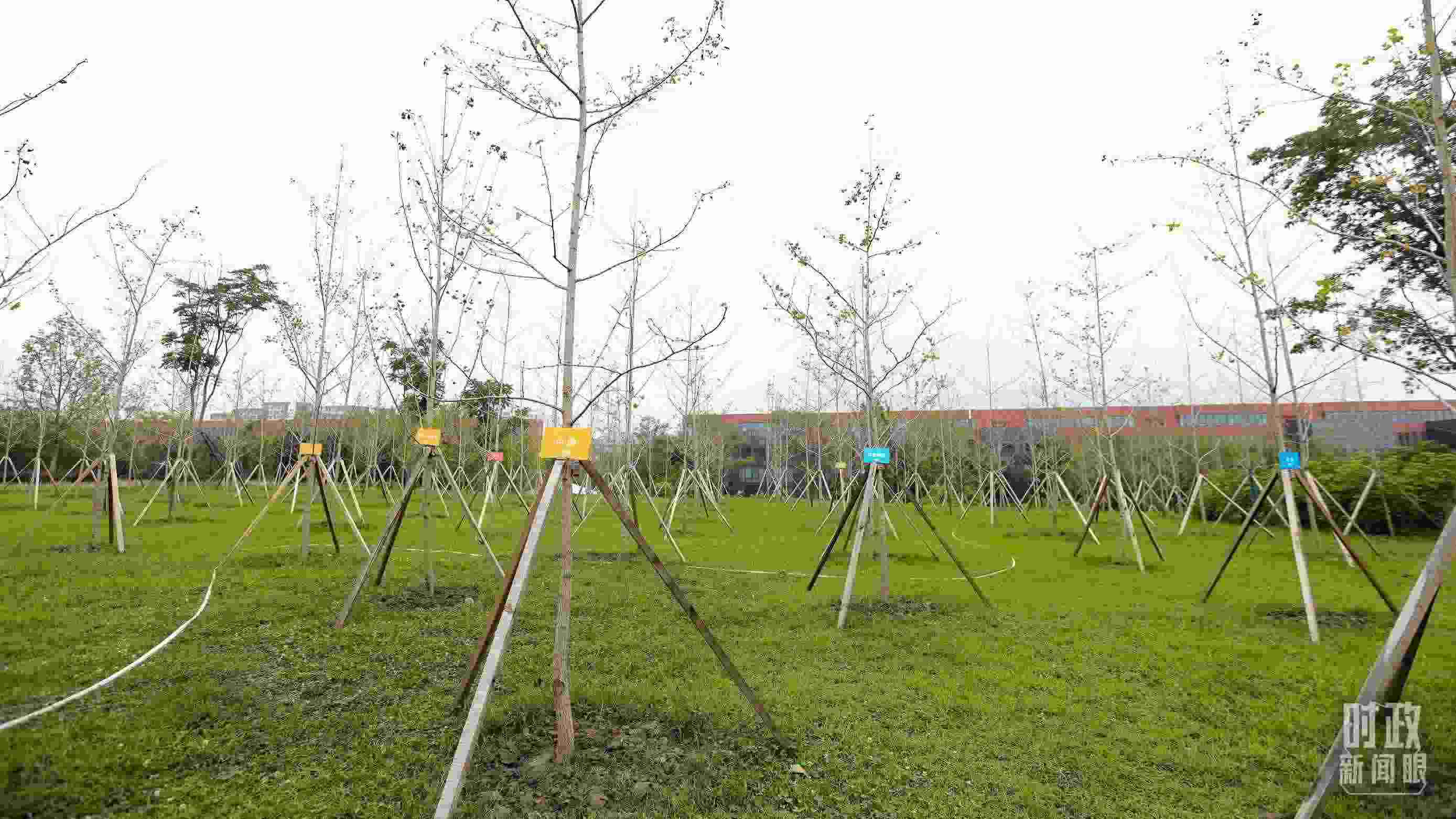 成都大運村內(nèi)專門種植了友誼林，各國代表團都可認領(lǐng)。