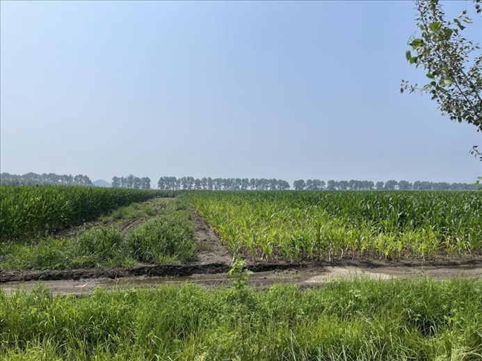 玉米高矮不齊對比(中國之聲記者江曉晨 攝)