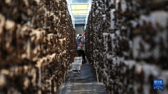 7月29日，在卓尼縣納浪鎮(zhèn)納浪村黑木耳種植基地，農(nóng)戶在采摘黑木耳。