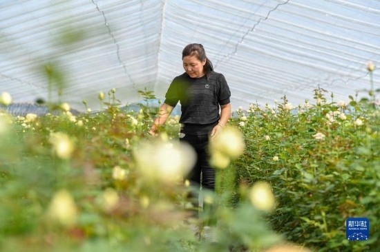 8月17日，吉林省德惠市朱城子鎮(zhèn)沿河村程雪家庭農(nóng)場(chǎng)的負(fù)責(zé)人楊雪在查看玫瑰花長(zhǎng)勢(shì)。新華社記者 張楠 攝