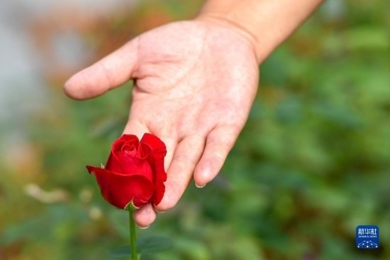 8月17日，吉林省德惠市朱城子鎮(zhèn)沿河村程雪家庭農(nóng)場(chǎng)的負(fù)責(zé)人楊雪在查看玫瑰花長(zhǎng)勢(shì)。新華社記者 張楠 攝