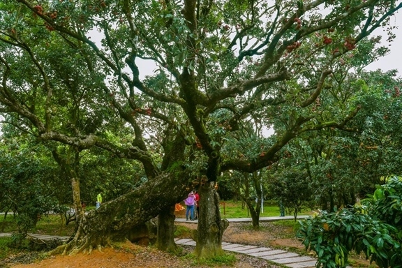 高州市根子鎮(zhèn)柏橋村古荔枝種植園。丘立賀攝