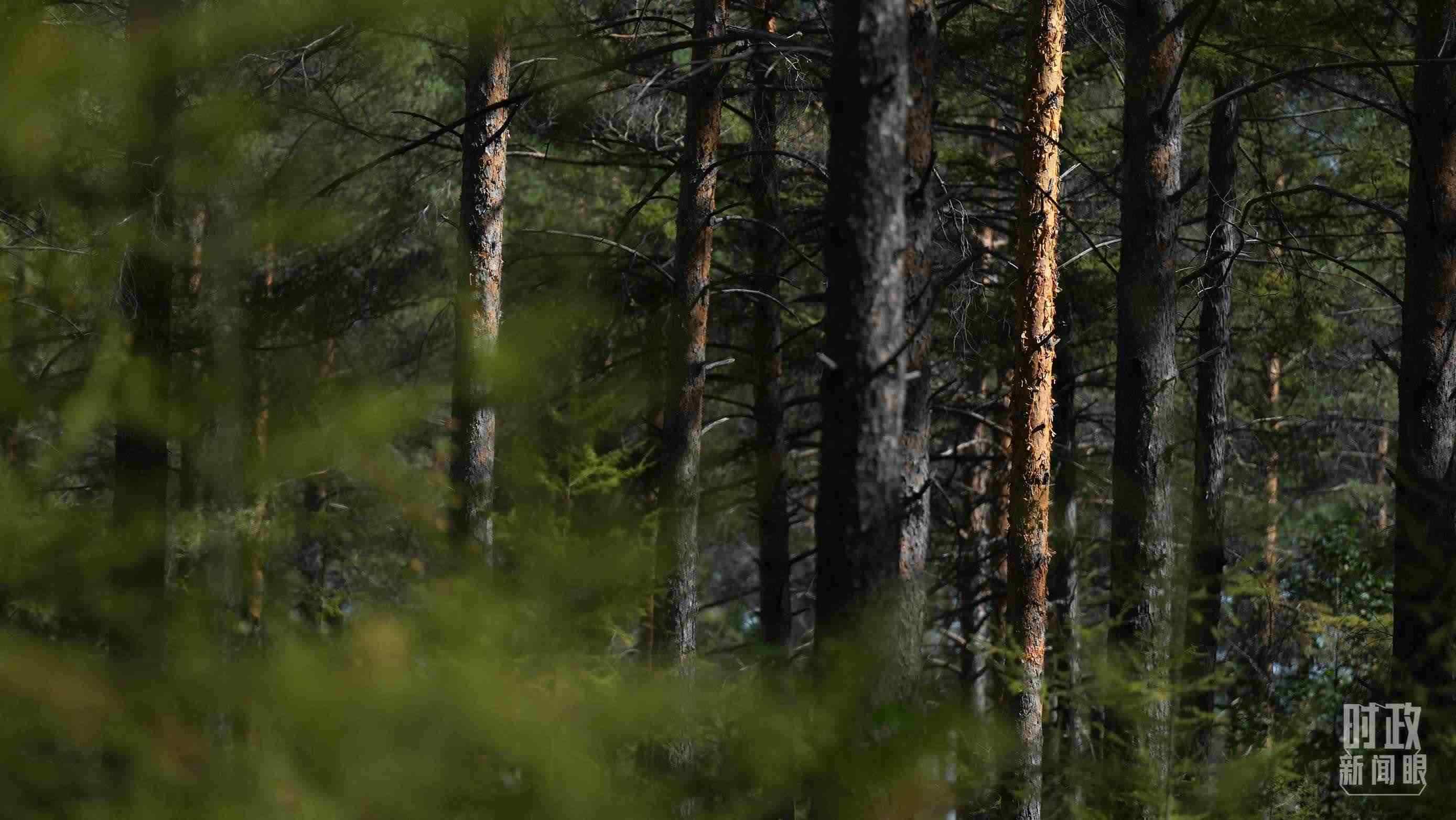 △漠河林場有天然林3.54萬公頃、蓄積量325.3萬立方米。（總臺國廣記者李晉拍攝）