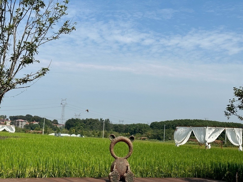 林語(yǔ)未來(lái)村打造農(nóng)家畈田園綜合體。人民網(wǎng) 王紹紹攝