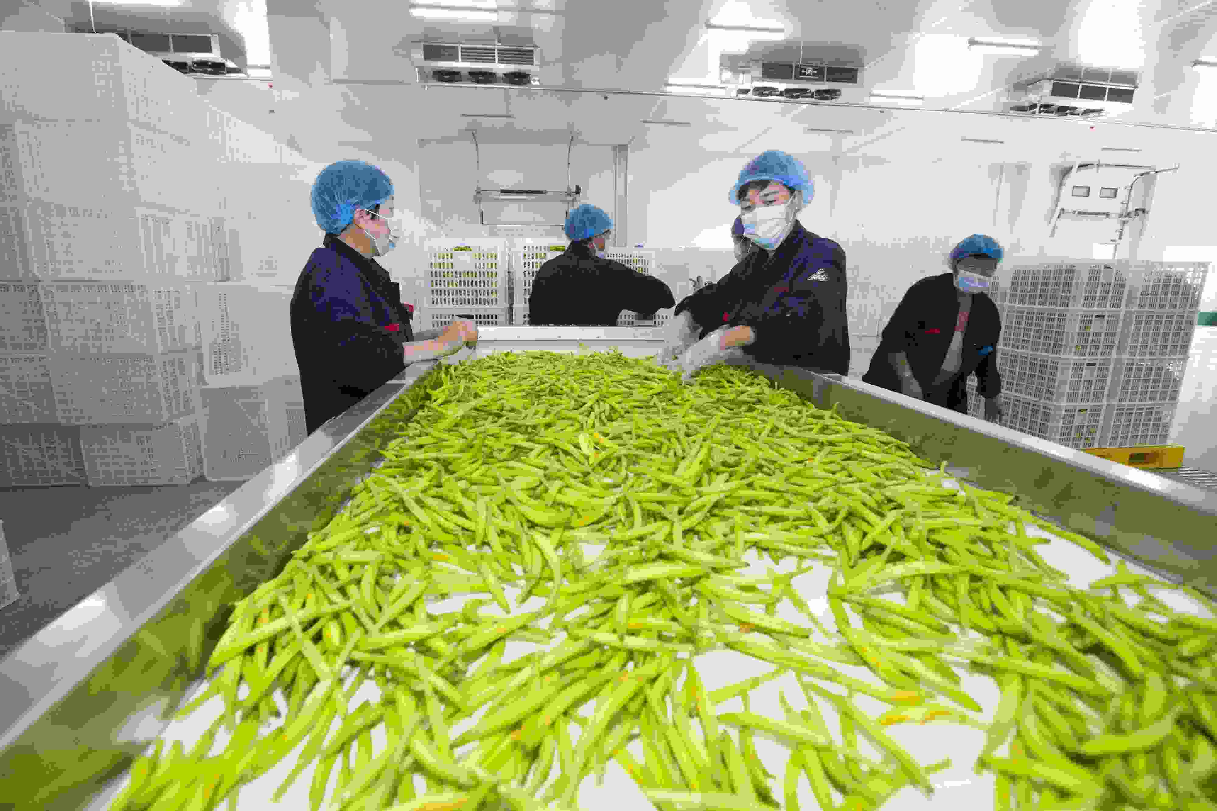 山西大同:黃花加工企業(yè)工人正在烘干黃花