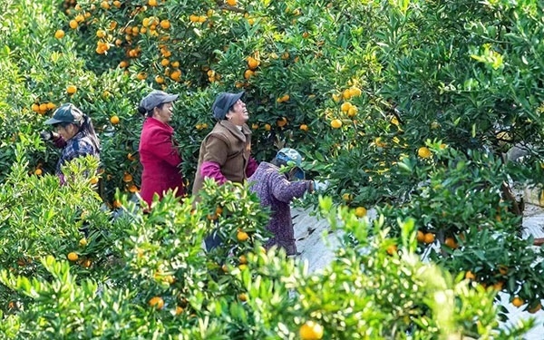 農(nóng)戶在果園中采摘果實。湖南省石門縣融媒體中心 唐亞翔攝