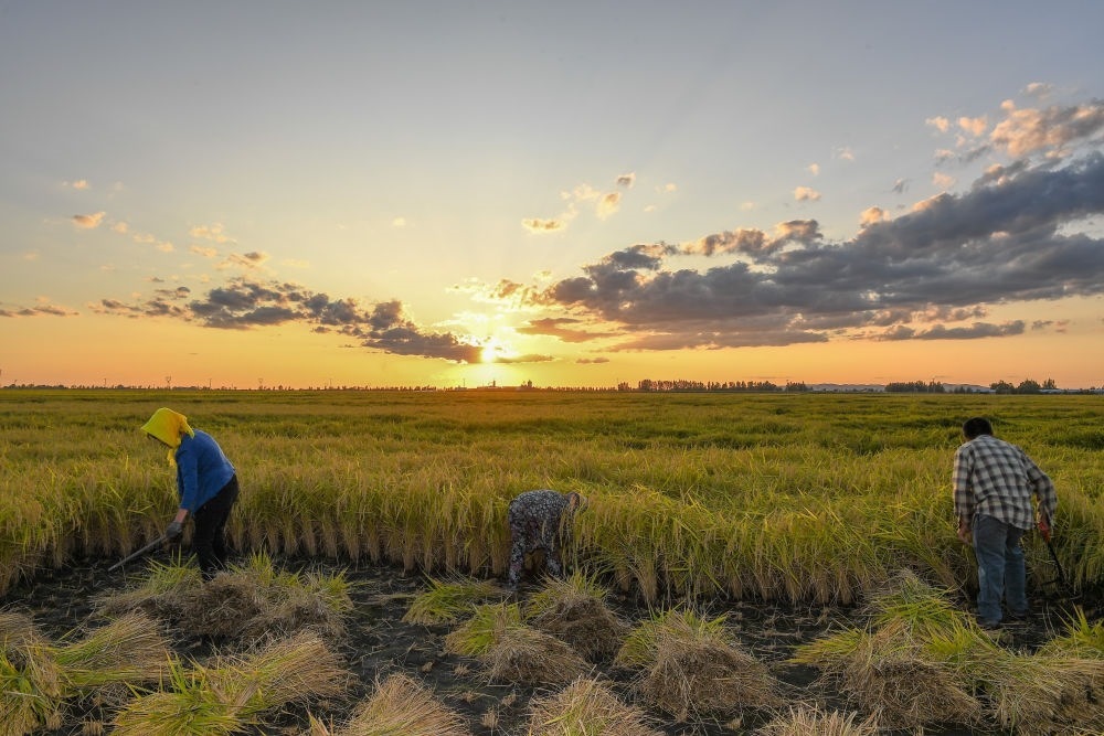 農(nóng)民在吉林省吉林市永吉縣萬(wàn)昌鎮(zhèn)花家村收割水稻（2023年9月12日攝）。新華社記者 張楠 攝