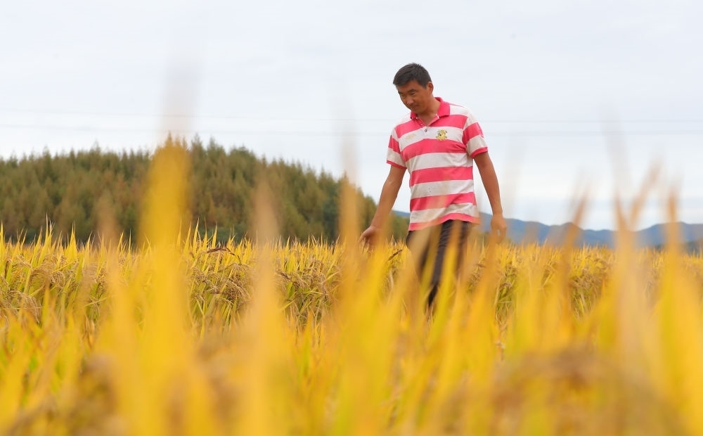 在遼寧省撫順市新賓滿族自治縣新賓鎮(zhèn)的水稻田里，農(nóng)民丁輝查看水稻成熟情況（2023年9月25日攝）。新華社記者 楊青 攝
