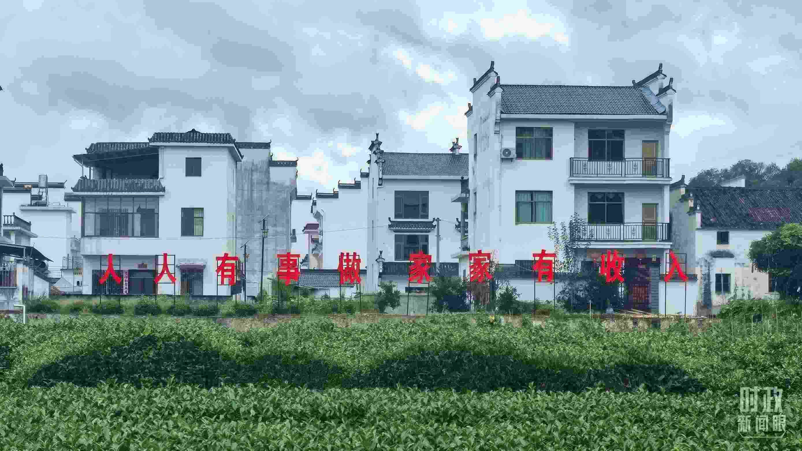 △石門村村民種植的茶葉。（總臺央視記者賈林拍攝）