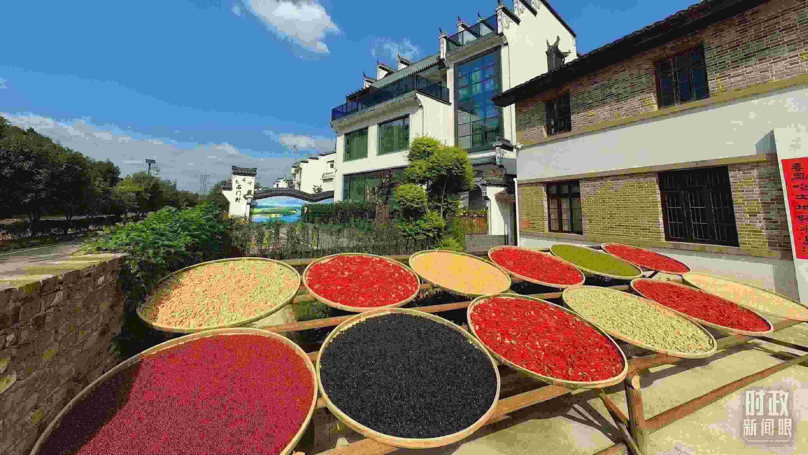 △曬秋農俗成為婺源鄉(xiāng)村的一道美麗風景。（總臺央視記者段德文拍攝）