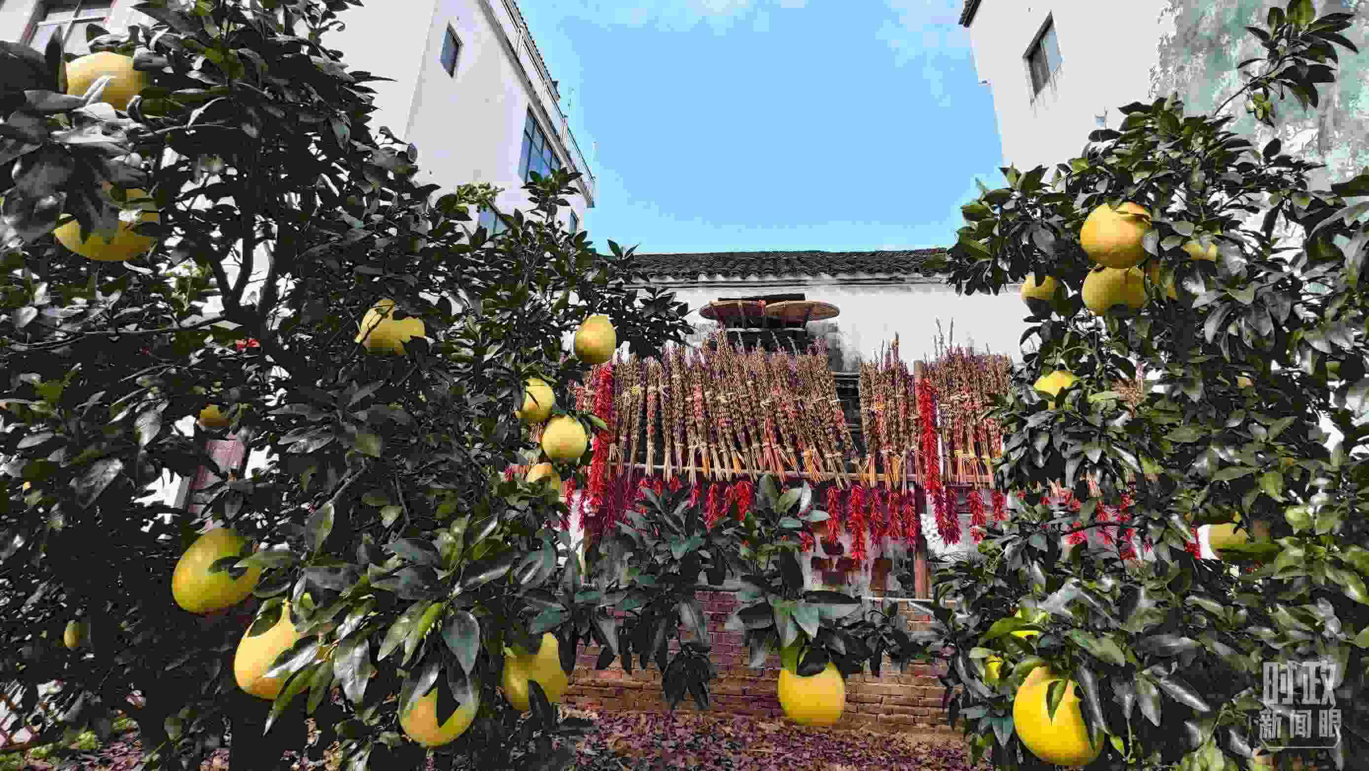 △石門村農家小院里碩果累累。（總臺央視記者許永松拍攝）