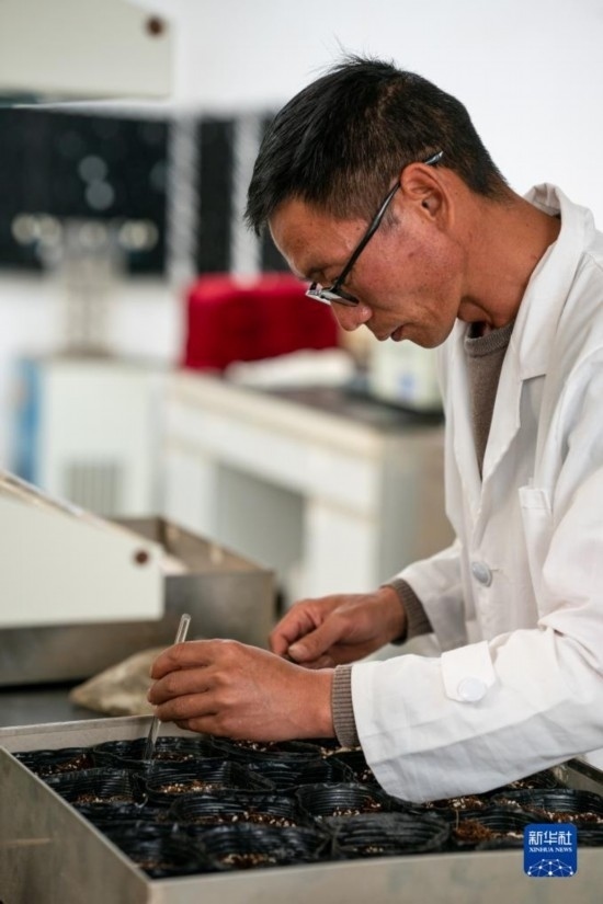 技術(shù)員田連通在實驗室播種太空種子（4月3日攝）。