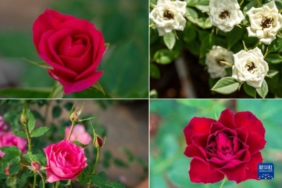 這是云南省安寧市現(xiàn)代農(nóng)業(yè)園區(qū)玫瑰種植示范園里玫瑰新品種的拼版照片。