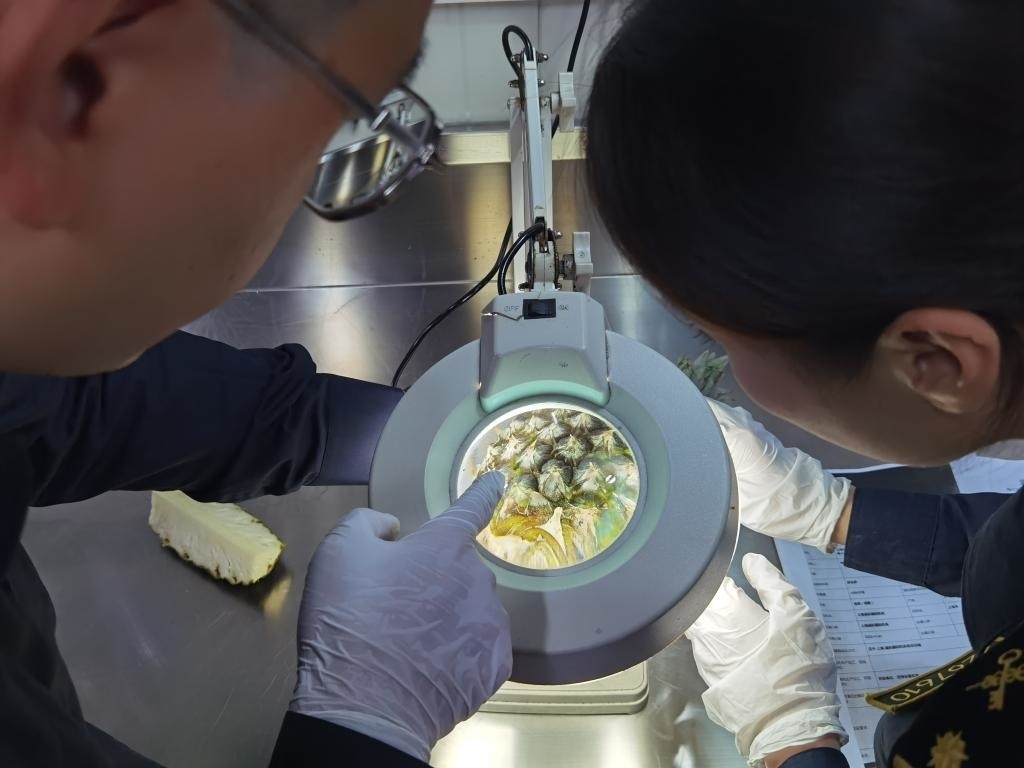 11月3日，上海海關(guān)關(guān)員對首批入境中國、參展第六屆進(jìn)博會的貝寧菠蘿進(jìn)行檢驗檢疫。新華社記者 吳宇 攝