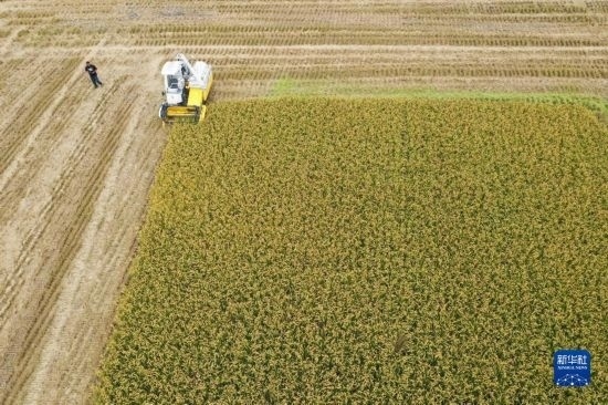 11月4日，在南通市通州區(qū)十總鎮(zhèn)育民村農(nóng)場，一臺設(shè)置好參數(shù)的無人收割機在工作中（無人機照片）。