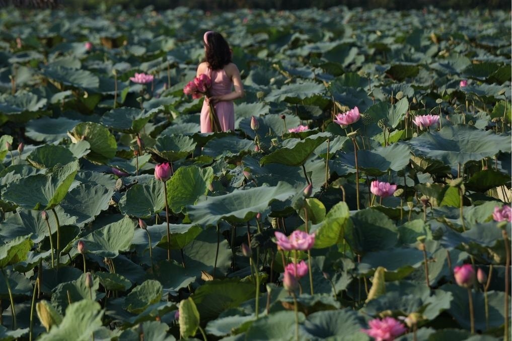 這是2020年7月15日，一名女子在越南首都河內(nèi)西湖畔的荷花叢中留影。