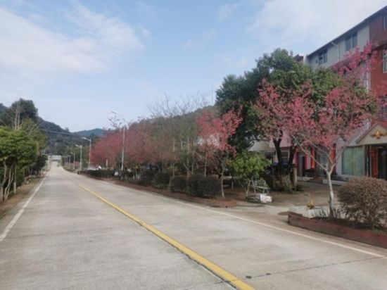 道路兩旁的山櫻花。將樂縣農業(yè)農村局供圖