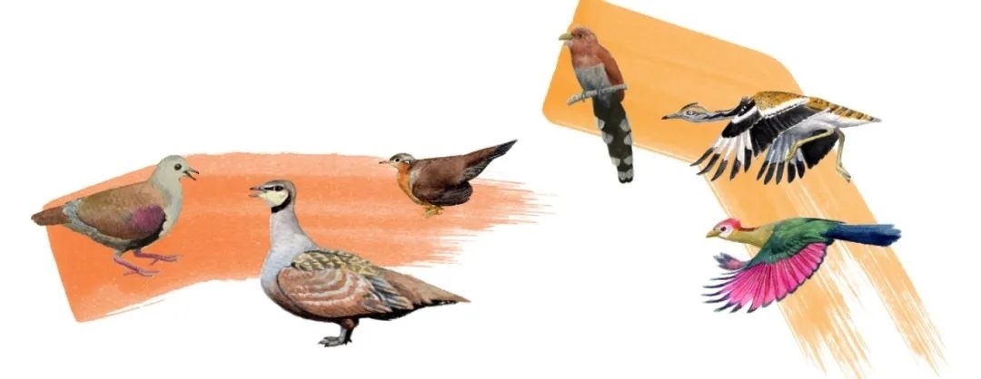 鴿鴇類。浙江大學(xué)供圖