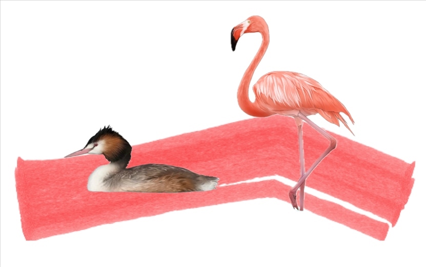 奇跡鳥(niǎo)類（火烈鳥(niǎo)總目）。浙江大學(xué)供圖