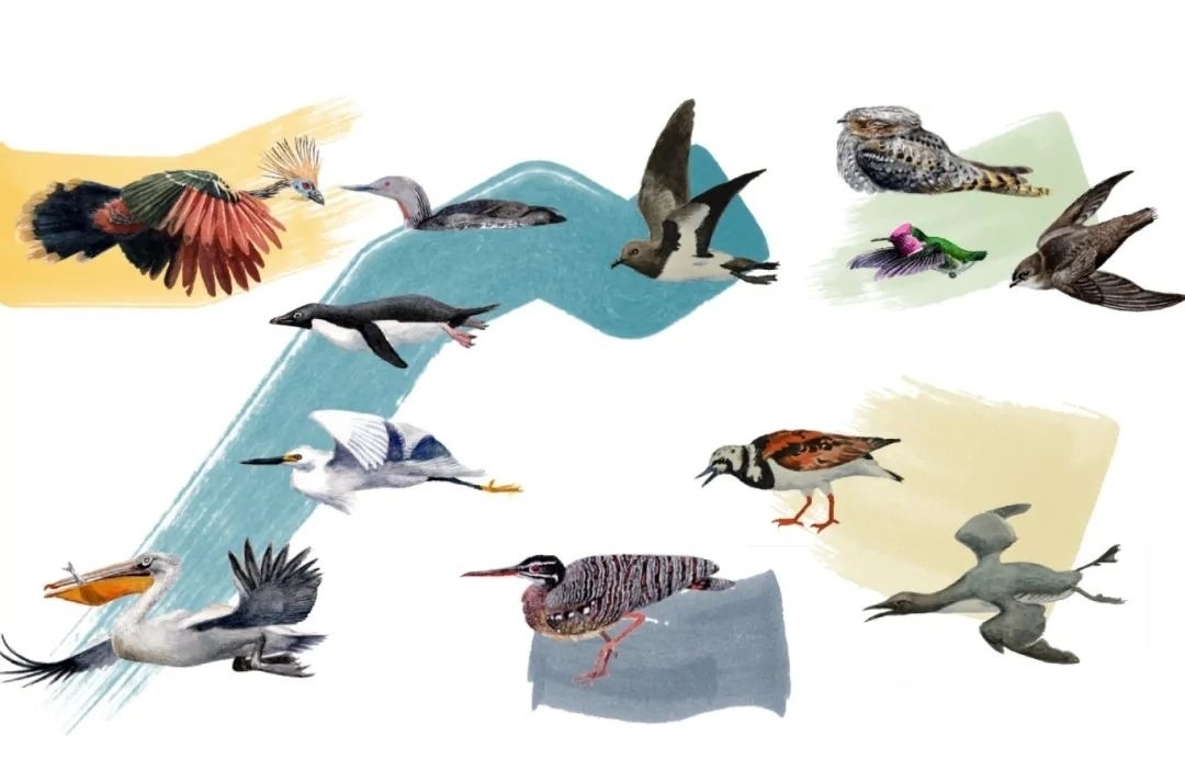 元素鳥(niǎo)類。浙江大學(xué)供圖