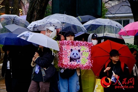 因“福寶”獲得力量和慰藉的年輕粉絲。 人民網(wǎng) 李帆攝