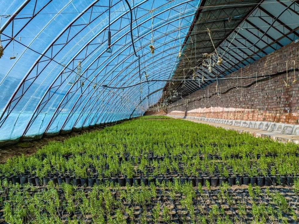 △內蒙古一苗圃正在育苗。今年內蒙古將投資2200萬元保障“三北”工程種苗供應，助力打好“三北”工程攻堅戰(zhàn)。