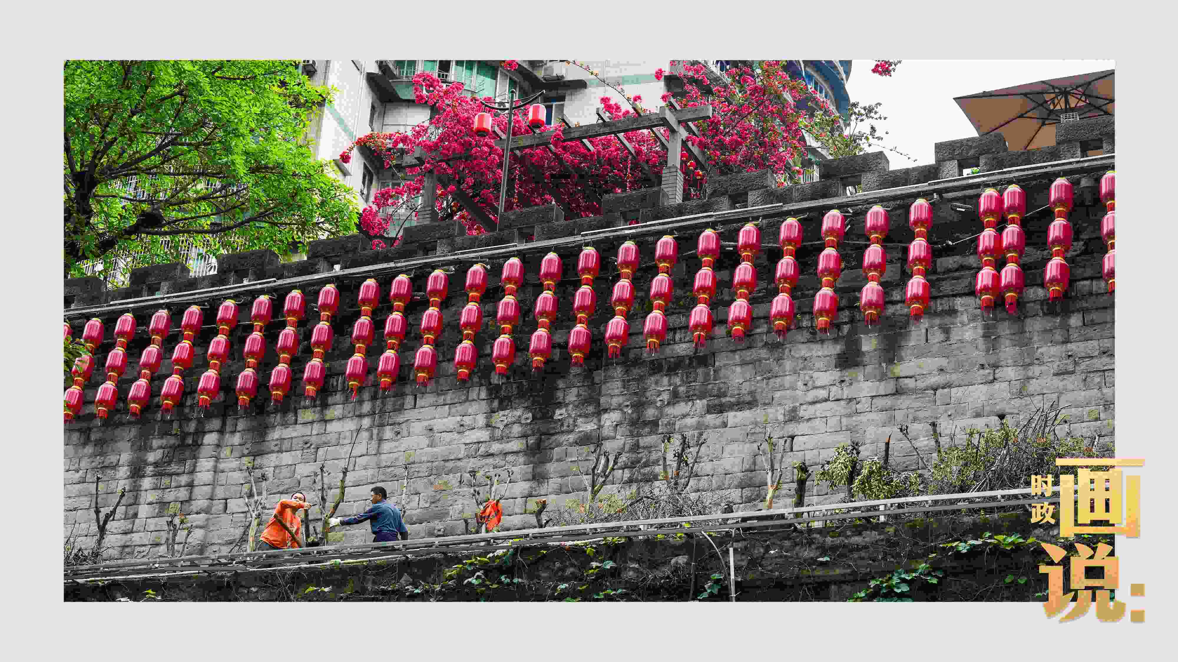 △盛放的三角梅下，園林工人修剪著古老通遠(yuǎn)門城墻上的一抹新綠。